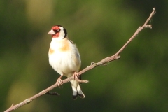 RSCN2139